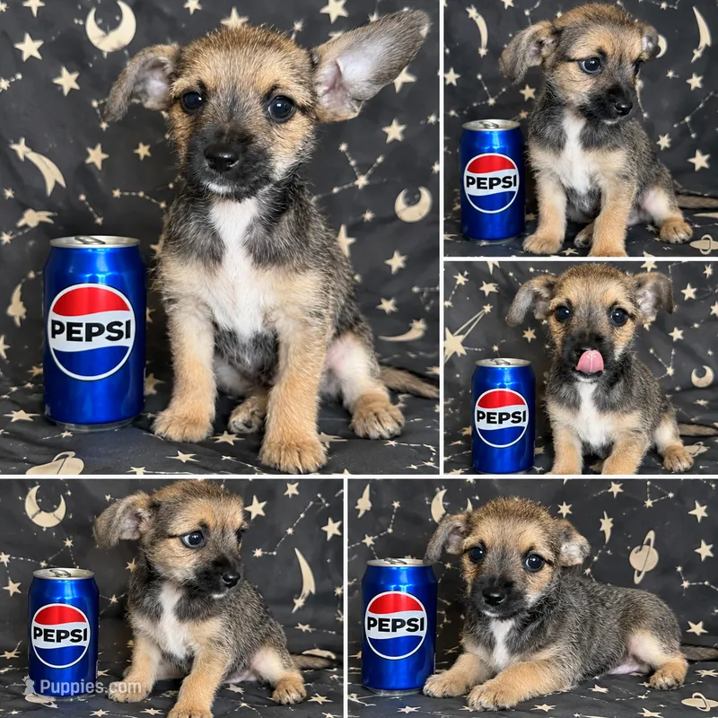 Chorkie boy  – Chihuahua, Yorkshire Terrier puppy for sale in Moreno Valley, CA
