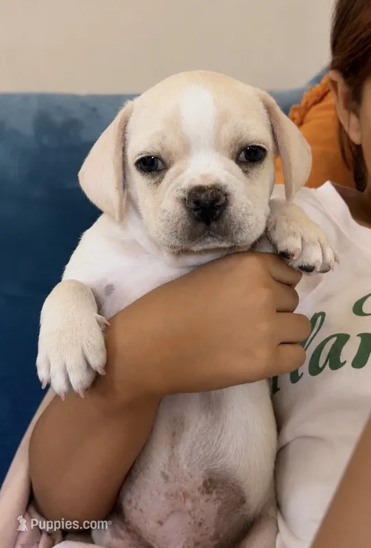 Cream Frenchy pug 01 – French Bulldog, Pug puppy for sale in Moreno Valley, CA