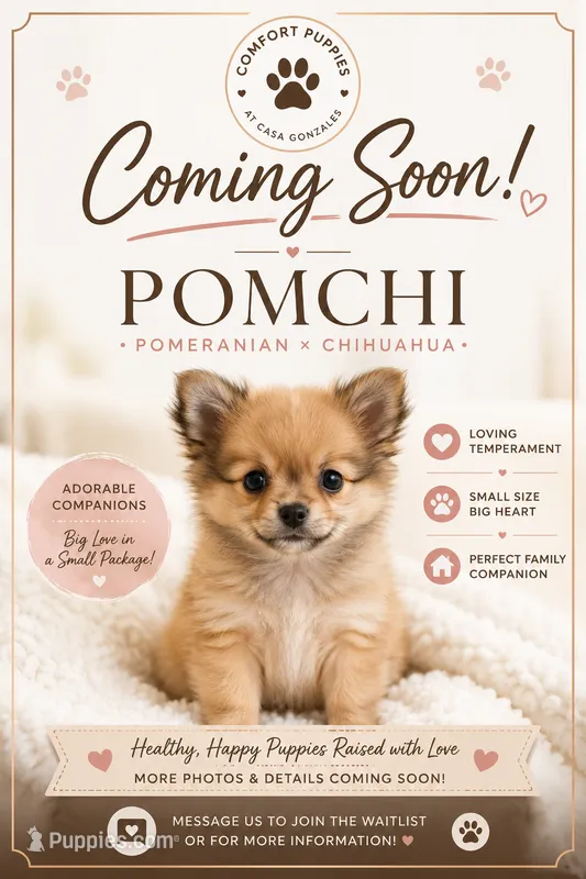 Coming soon pomchi puppies  – Chihuahua, Pomeranian puppy for sale in Moreno Valley, CA