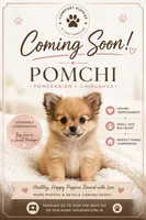 Coming soon pomchi puppies , a male Chihuahua and Pomeranian for sale in Moreno Valley, CA – 1 of 1