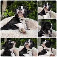 Female Boston terrier pug 02, a female Bugg for sale in Moreno Valley, CA – 1 of 1