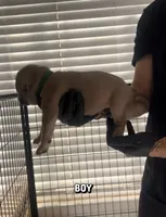 Cane corso boy 08, a male Cane Corso for sale in Moreno Valley, CA – Photo 2 of 3