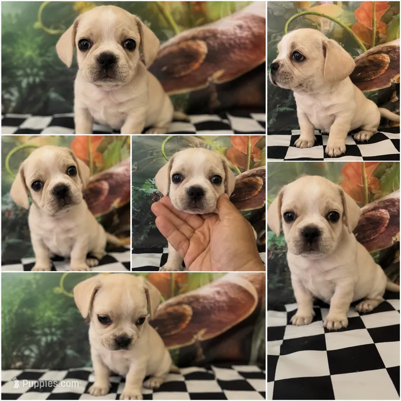 Low rider fenchy pug male  – French Bulldog, Pug puppy for sale in Moreno Valley, CA
