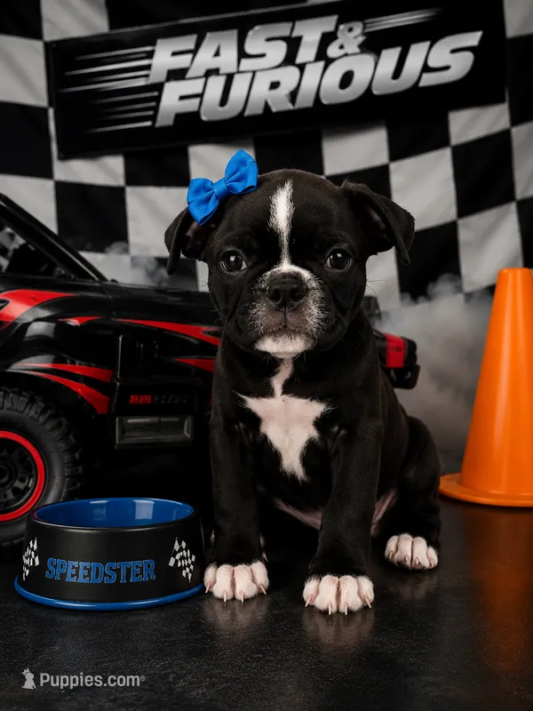 🐾 Designer Bugg Puppy – Sweet Female, 2 Vaccines, Ready Now! – Boston Terrier, Pug puppy for sale in Moreno Valley, CA