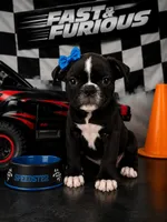 🐾 Designer Bugg Puppy – Sweet Female, 2 Vaccines, Ready Now!, a female Boston Terrier and Pug for sale in Moreno Valley, CA – 1 of 1