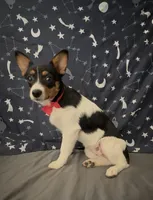 Girl corgi , a female Australian Shepherd and Cardigan Welsh Corgi for sale in Moreno Valley, CA – 1 of 7