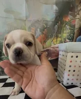 Cream Frenchy pug 01, a male French Bulldog and Pug for sale in Moreno Valley, CA – 2 of 2