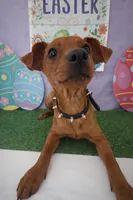 Tiny Red Miniature Pinscher , a male Chihuahua and Miniature Pinscher for sale in Moreno Valley, CA – Photo 1 of 4