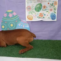 Tiny Red Miniature Pinscher , a male Chihuahua and Miniature Pinscher for sale in Moreno Valley, CA – Photo 3 of 4