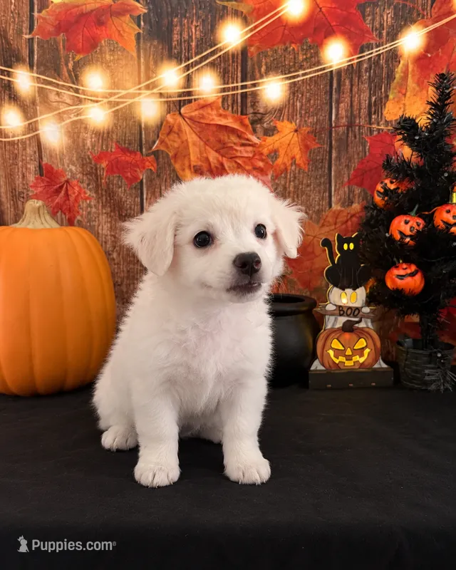 ADORABLE SNOW-WHITE HAVACHI BOY — HAVANESE × CHIHUAHUA! – Havanese, Maltese puppy for sale in Moreno Valley, CA