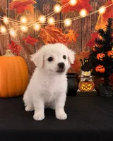 ADORABLE SNOW-WHITE HAVACHI BOY — HAVANESE × CHIHUAHUA!, a male Havanese and Maltese for sale in Moreno Valley, CA – 1 of 3