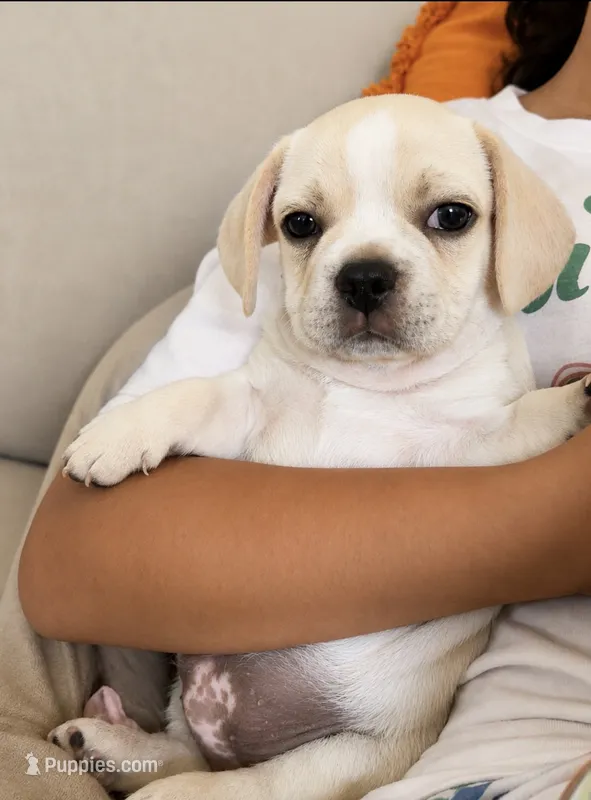 Low rider fenchy pug male 06 – French Bulldog, Pug puppy for sale in Moreno Valley, CA