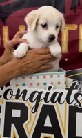Mini golden retriever , a female Golden Retriever and Pomeranian for sale in Moreno Valley, CA – 1 of 4