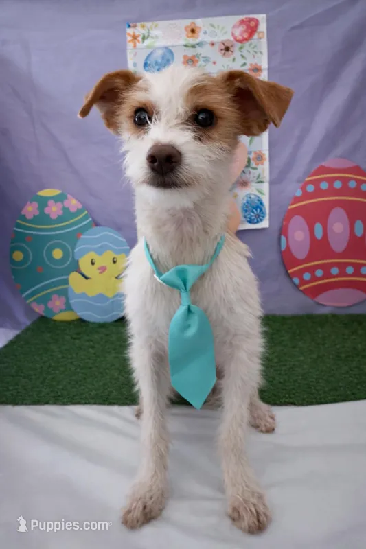 Oliver 02 – Jack Russell Terrier, Pomchi puppy for sale in Moreno Valley, CA