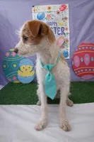 Oliver 02, a male Jack Russell Terrier and Pomchi for sale in Moreno Valley, CA – Photo 2 of 3