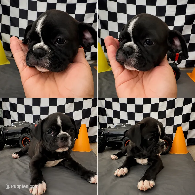 Adorable girl 03 – French Bulldog, Bugg puppy for sale in Moreno Valley, CA