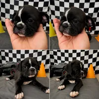 Adorable girl 03, a female French Bulldog and Bugg for sale in Moreno Valley, CA – 1 of 1