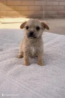 Tiny tim Runt 1, a male Shih Tzu and Yorkshire Terrier for sale in Moreno Valley, CA – Photo 1 of 2