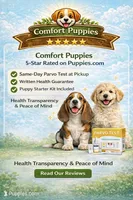 Tiny tim Runt 1, a male Shih Tzu and Yorkshire Terrier for sale in Moreno Valley, CA – Photo 2 of 2