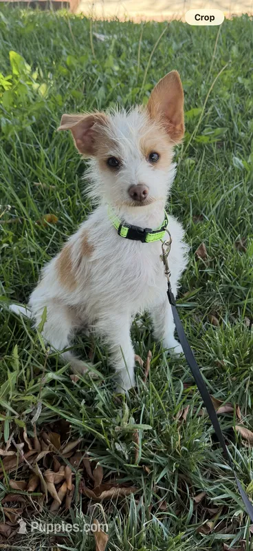 Tiny Oliver  – Jack Russell Terrier, Chihuahua puppy for sale in Moreno Valley, CA