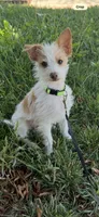 Tiny Oliver , a male Jack Russell Terrier and Chihuahua for sale in Moreno Valley, CA – 1 of 1