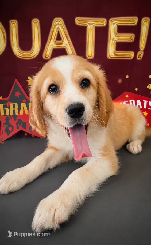 Bassetoddle girl 02  – Maltipoo, Basset Hound puppy for sale in Moreno Valley, CA