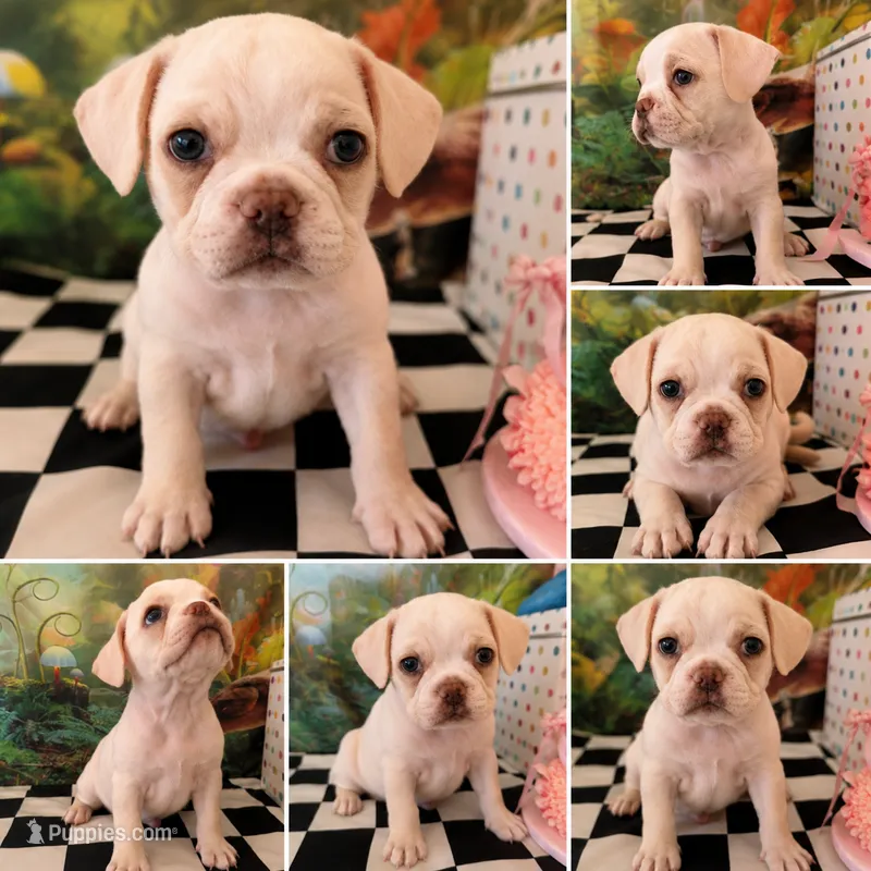Cream colored Frenchy pug boy 3  – French Bulldog, Pug puppy for sale in Moreno Valley, CA