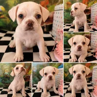 Cream colored Frenchy pug boy 3 , a male French Bulldog and Pug for sale in Moreno Valley, CA – 1 of 2