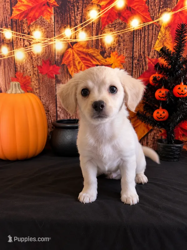 CREAM-COLORED CUTIE — SWEET & SPUNKY HAVANESE MIX! – Havanese, Maltese puppy for sale in Moreno Valley, CA