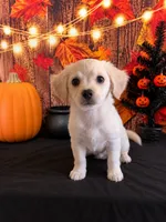 CREAM-COLORED CUTIE — SWEET & SPUNKY HAVANESE MIX!, a male Havanese and Maltese for sale in Moreno Valley, CA – 1 of 3