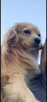 Mini golden retriever girl 02, a female Golden Retriever and Pomeranian for sale in Moreno Valley, CA – 4 of 4