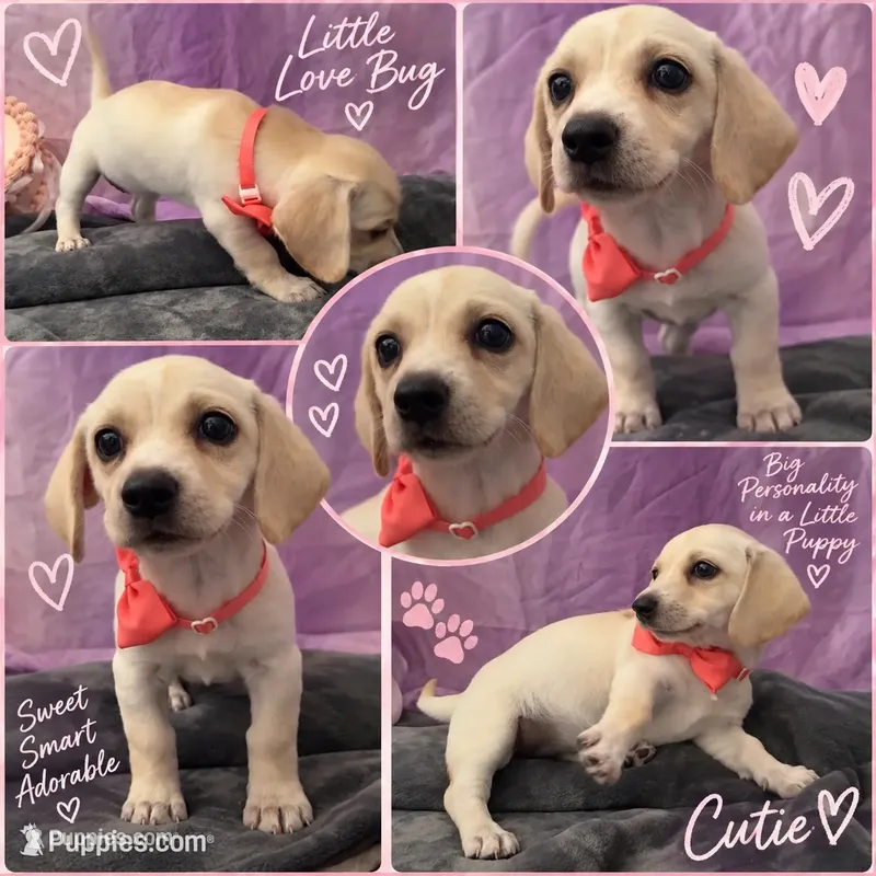 🐾 Short Legs, Big Heart — Adorable Chiweenie Girl 💗 – Chiweenie puppy for sale in Moreno Valley, CA