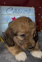 Basset doodles girl 03 , a female Maltipoo and Basset Hound for sale in Moreno Valley, CA – 6 of 7