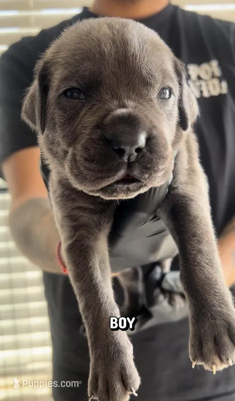 Cane corso Boy 06 – Cane Corso puppy for sale in Moreno Valley, CA