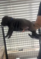 Cane corso Boy 06, a male Cane Corso for sale in Moreno Valley, CA – Photo 2 of 3