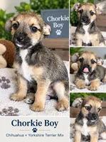 Sweet Chorki boy , a male Chorkie for sale in Moreno Valley, CA – 1 of 2