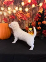 ADORABLE SNOW-WHITE HAVACHI BOY — HAVANESE × CHIHUAHUA!, a male Havanese and Maltese for sale in Moreno Valley, CA – 3 of 3