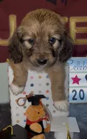 Basset doodles girl 03 , a female Maltipoo and Basset Hound for sale in Moreno Valley, CA – 3 of 7