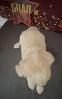 Mini golden retriever 20lb max , a female Golden Retriever and Pomeranian for sale in Moreno Valley, CA – 3 of 5