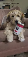 Bassetoddle girl 02 , a female Maltipoo and Basset Hound for sale in Moreno Valley, CA – 5 of 8