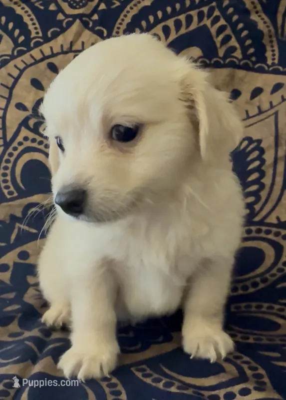 Pomchi 02 – Pomchi puppy for sale in Moreno Valley, CA