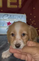 Bassetoddle girl 02 , a female Maltipoo and Basset Hound for sale in Moreno Valley, CA – 4 of 4