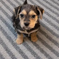 Small Shorkie girl 1, a female Shorkie for sale in Moreno Valley, CA – Photo 2 of 2