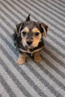 Small Chorkie girl 1, a female Chorkie for sale in Moreno Valley, CA – Photo 2 of 2