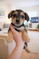 Small Chorkie girl 1, a female Chorkie for sale in Moreno Valley, CA – Photo 1 of 2