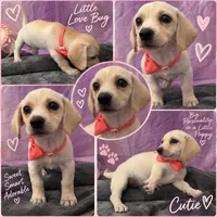 💗 TINY LOVE BUG — LEMON BEAGLE × CHIHUAHUA GIRL 🐾, a female Beagle and Chihuahua for sale in Moreno Valley, CA – 1 of 2