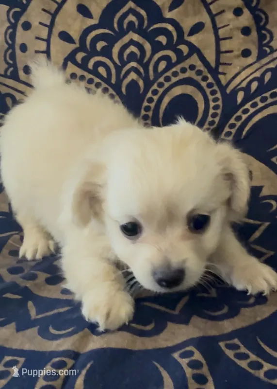 Pomchi girl  – Chihuahua, Pomeranian puppy for sale in Moreno Valley, CA