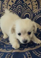 Pomchi girl , a female Chihuahua and Pomeranian for sale in Moreno Valley, CA – 1 of 6