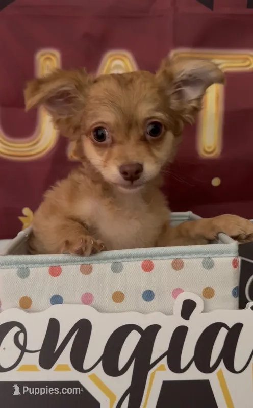 Pomchi boy 01  – Chihuahua, Pomeranian puppy for sale in Moreno Valley, CA