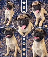 💕 Born on Valentine’s Day — Made to Be Your Shadow 🐾, a female Pug for sale in Moreno Valley, CA – 4 of 4